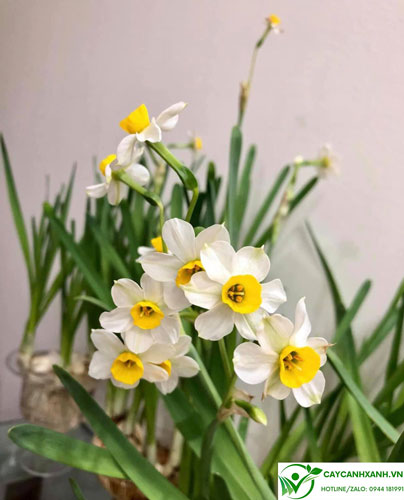 Hoa thủy tiên - Loài hoa được yêu thích ngày Tết