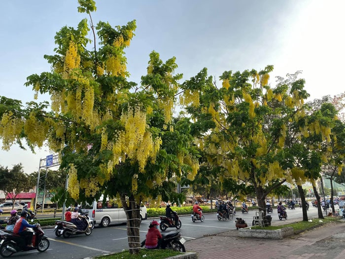 Cây osaka vàng trồng vỉa hè đường phố