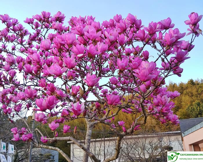 hoa mộc lan rở nhiều trên mỗi cành cây khi mùa Xuân về