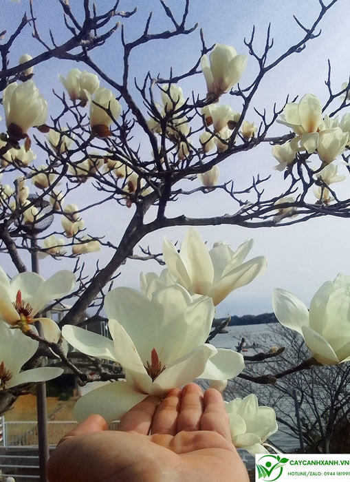 Ý nghĩa cây hoa mộc lan trắng