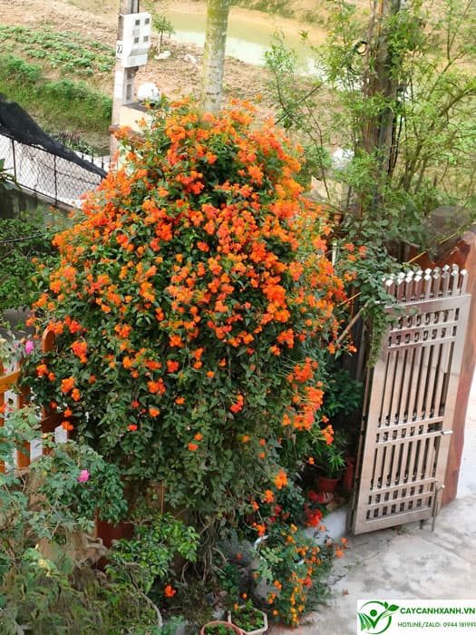 Cách trồng và chăm sóc cây hoa cúc leo mexico