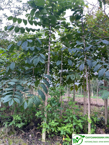 Cây có cao 2m5 được ươm trồng tại vườn