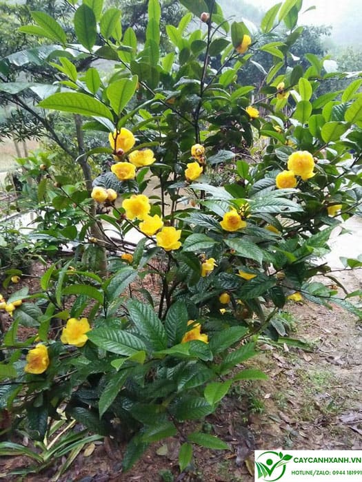 Cây trà hoa vàng đang nở hoa tại vườn