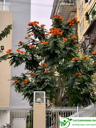 Cây nở hoa màu cam rực rỡ sân vườn