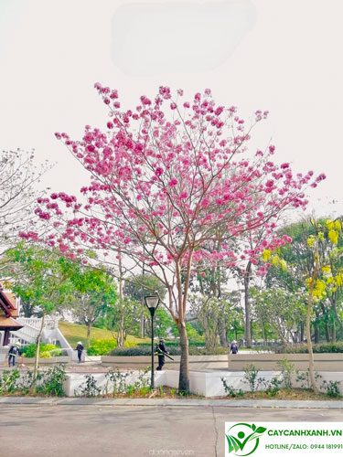 Kèn hồng trồng cảnh ở công viên