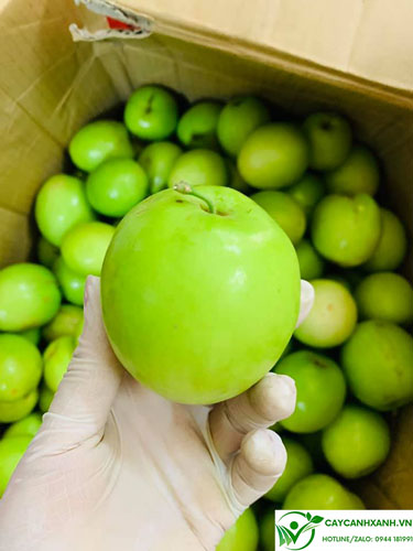 Mô hình trồng táo Đài Loan có thu nhập cao  Trái cây Dũng mập