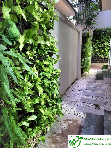 Tróc bạc trồng tường đứng tạo bức tường xanh tươi