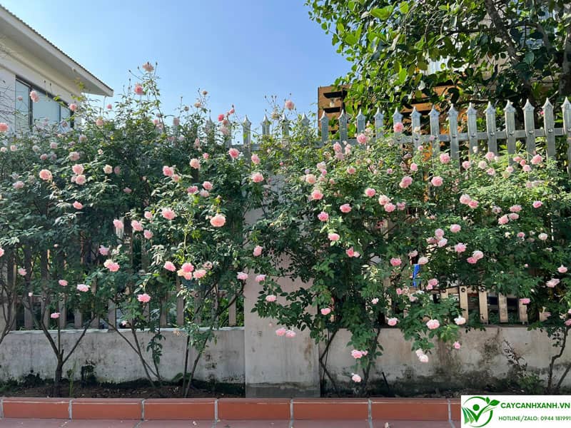 Hoa hồng - Tạo thành hàng rào đầy hoa