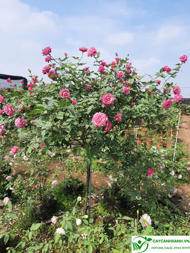 Cây hoa hồng cổ sapa với màu hoa tươi tắn