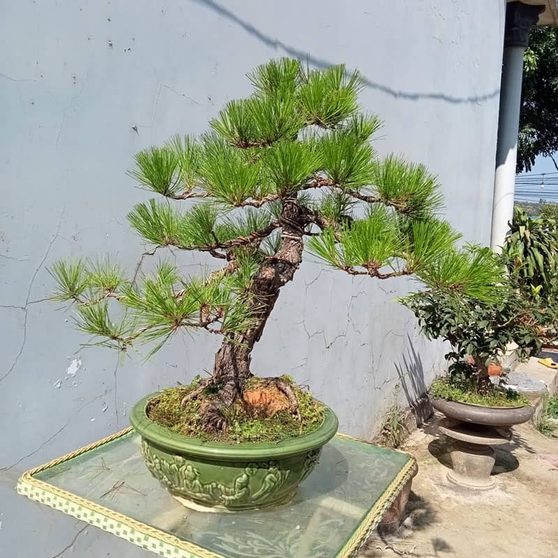 Cây thông ba lá dáng bonsai
