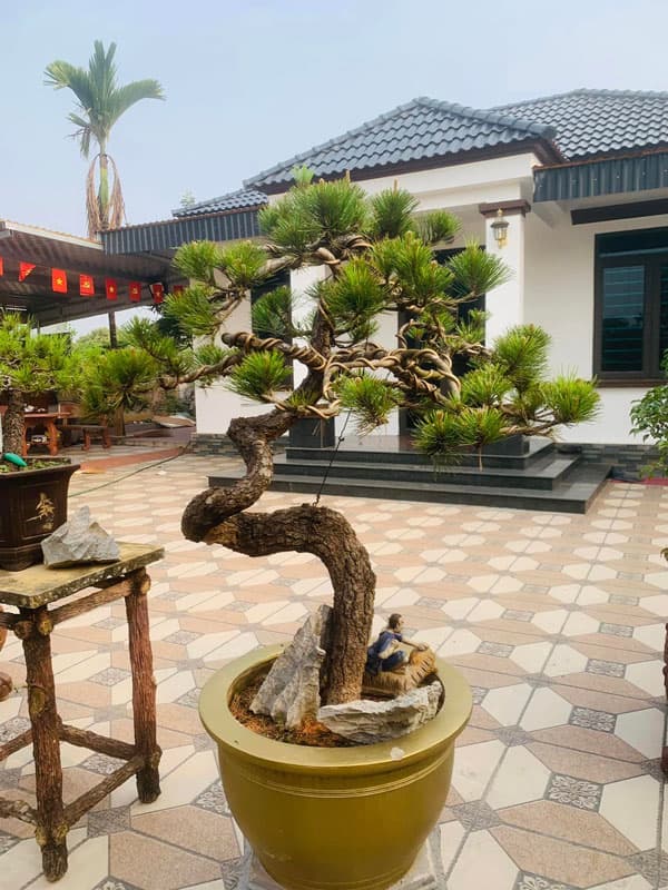 Được uốn dáng bonsai đặt sân vườn làm cảnh