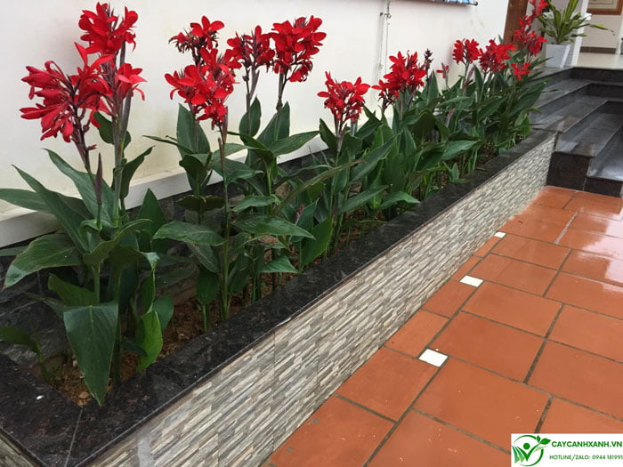 Dong riềng đỏ trồng bồn hoa trang trí nhà