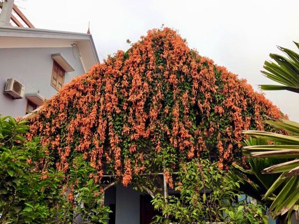 Hoa chùm ớt - Tô điểm màu sắc đầu năm