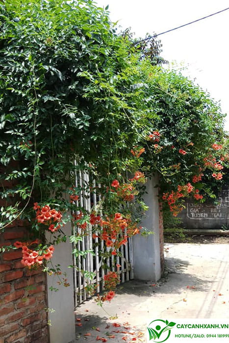 Hoa đăng tiêu - Leo bờ tường, cổng nhà với màu hoa cam