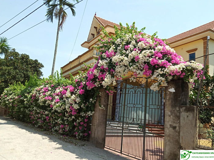 Hoa giấy nở rực rỡ trên bờ tường và cổng nhà
