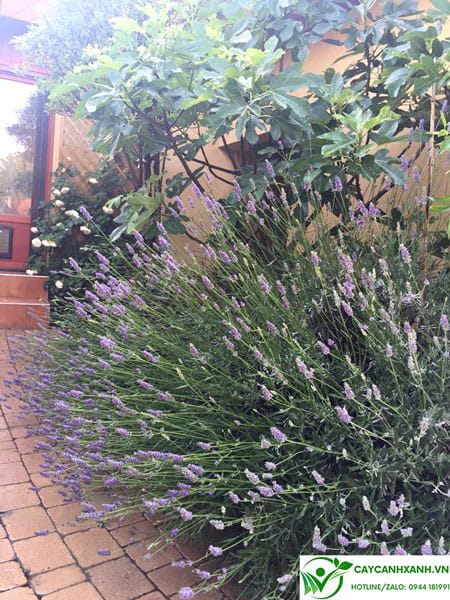 Hoa oải hương trồng trong sân nhà - Có tác dụng xua đuổi muỗi và bọ chét