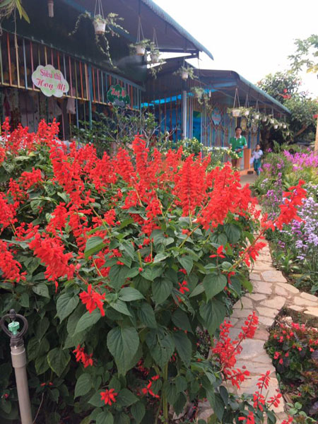 Hoa xác pháo - Loại hoa màu đỏ trồng mùa Xuân