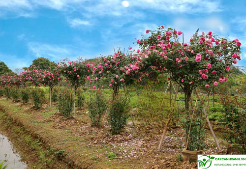 Vườn hồng cổ sapa dáng tree