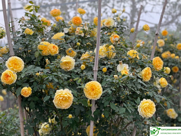 Hoa hồng Molineux nở có màu vàng cam