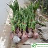 mua cây đại tướng quân