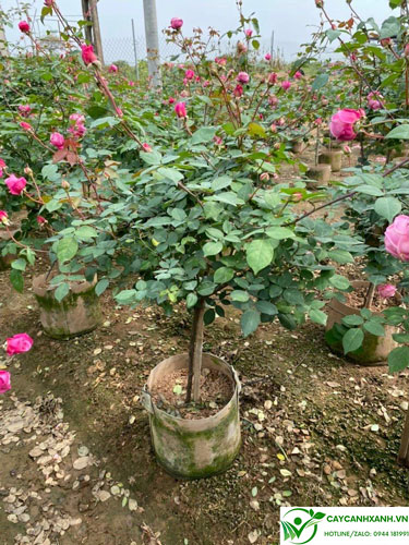 Mua cây hoa hồng cổ sapa ở Hà nội