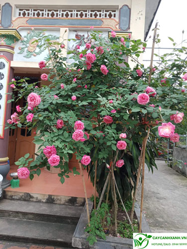 Hoa hồng cổ sapa nở nhiều hoa trước cửa nhà
