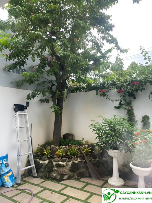Cây khế chua cao 3m trồng góc vườn trước sân nhà