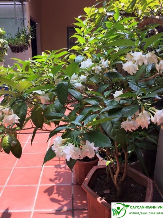 Hoa ngọc bút nở trắng thơm được trồng trước cửa nhà