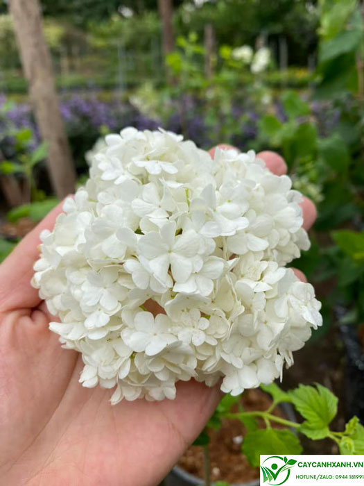 Hoa cẩm tú cầu thân gỗ ( Hoa tuyết cầu )