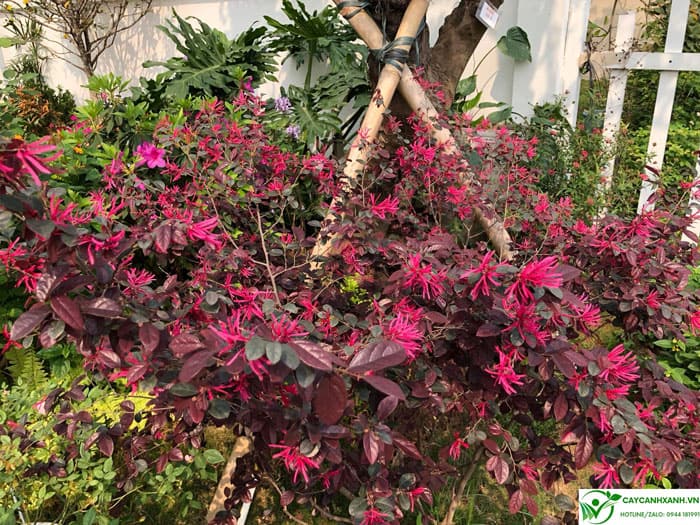 Hồng phụng - Cây nở hoa quanh năm màu tươi tắn