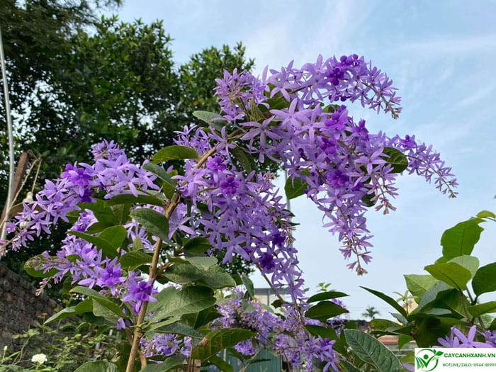 Mai xanh thái - Cây cho hoa nở liên tục quanh năm