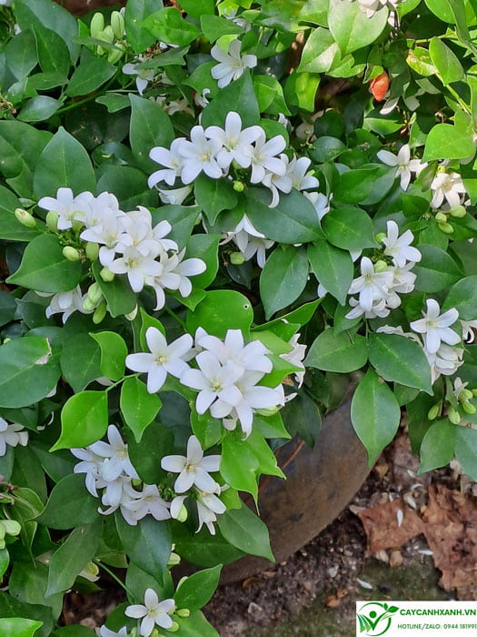 Cây nguyệt quế - Cây cho hoa trắng nở quanh năm