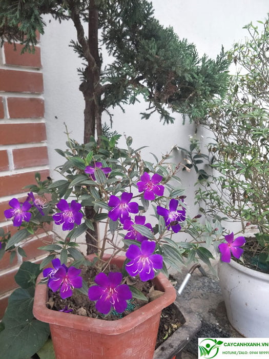 Hoa sim thái - Những cánh hoa tím nở quanh năm