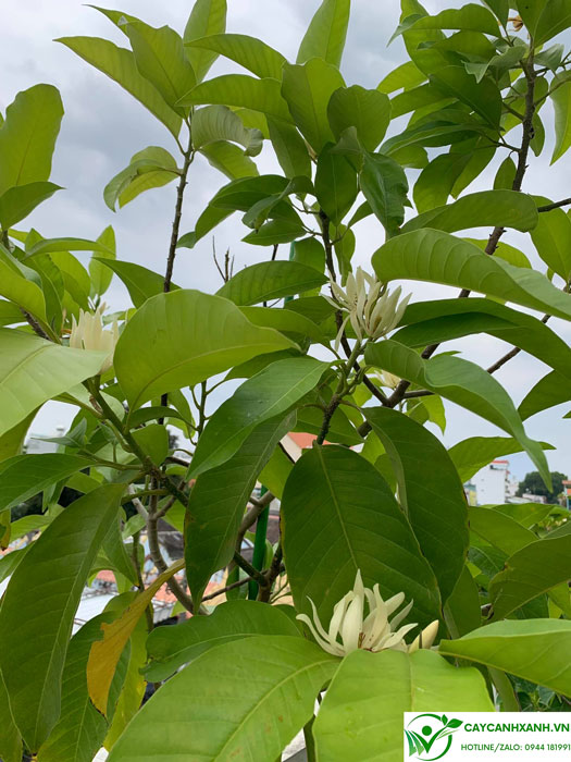 Cách trồng cây ngọc lan trắng