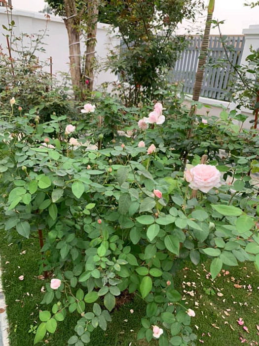 Hoa hồng vân khôi trồng sân vườn