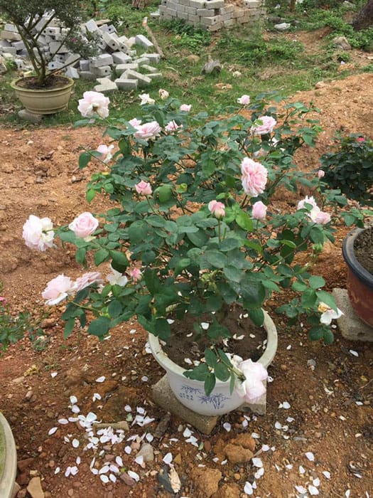 Đặc điểm cây hoa hồng vân khôi tại vườn