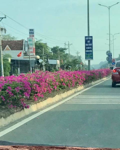 Hoa giấy trồng dải phân cách đường cao tốc