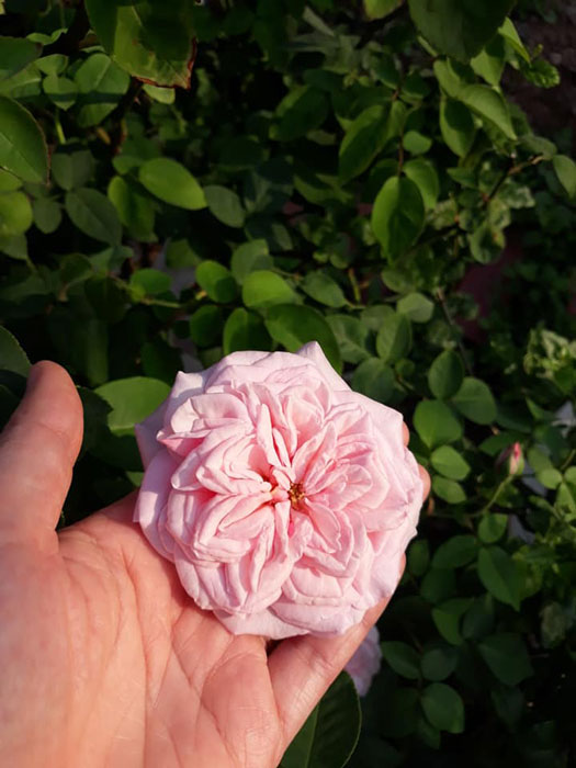 Hoa hồng vân khôi cổ Việt nam