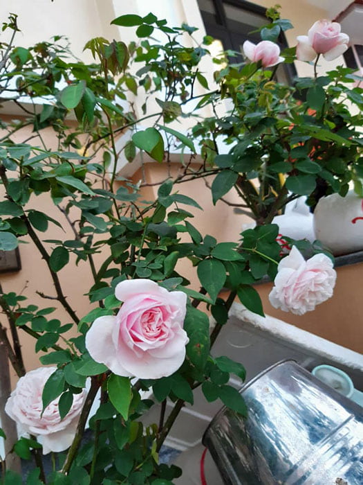 Cây hoa hồng vân khôi trồng trước nhà