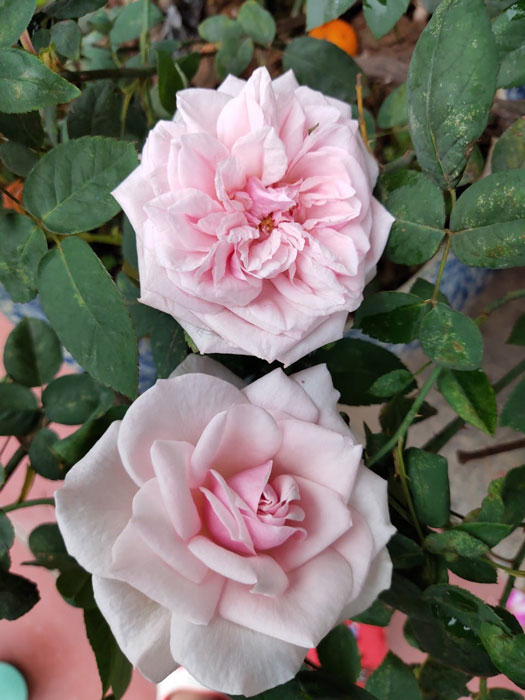 Hoa hồng vân khôi thơm ngọt ngào