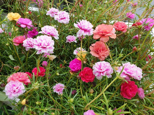 Hoa mười giờ mang sắc hoa đa dạng màu