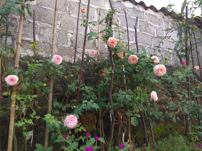 Hồng Abraham Darby rose trồng trong vườn