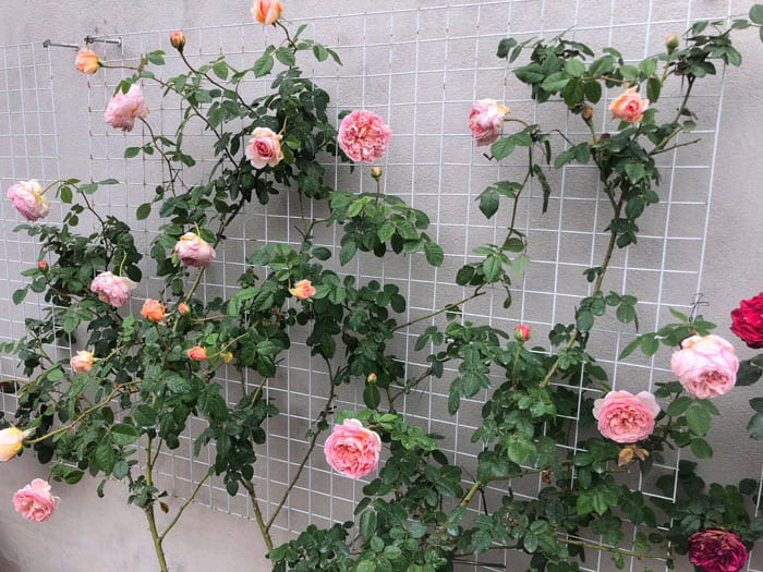 Một số bệnh thường gặp khi trồng hồng Abraham Darby rose