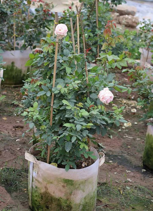 Cách trồng và chăm sóc cây hồng billet Doux