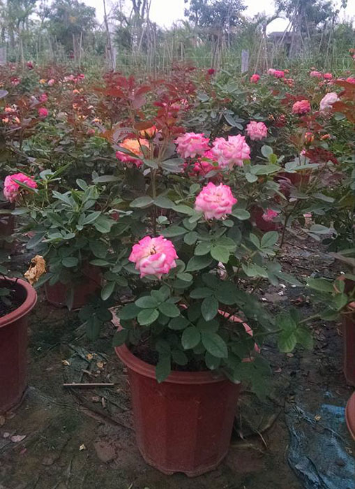 Cách trồng cây hồng đổi màu