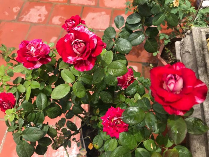 Cách trồng cây hồng Julio Iglesias Rose