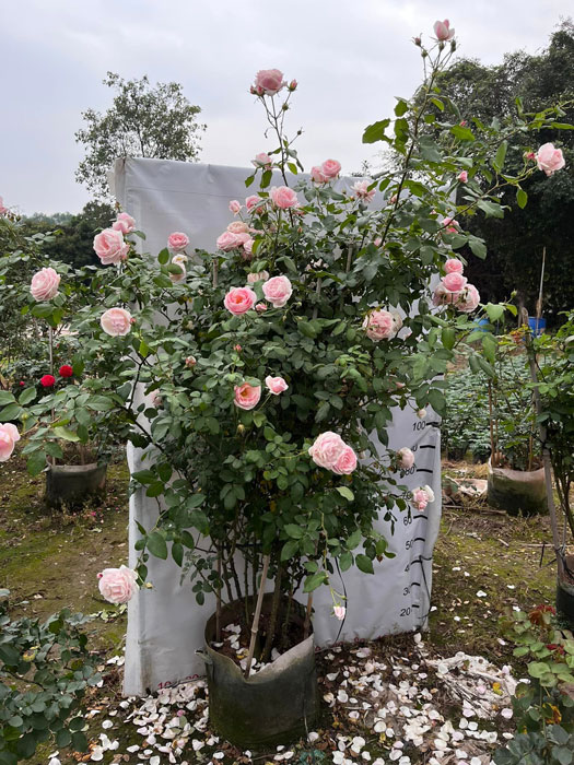 Cây hoa hồng Billet Doux