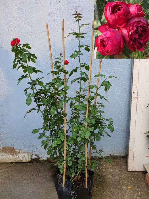Bầu cây hoa hồng red eden tại vườn