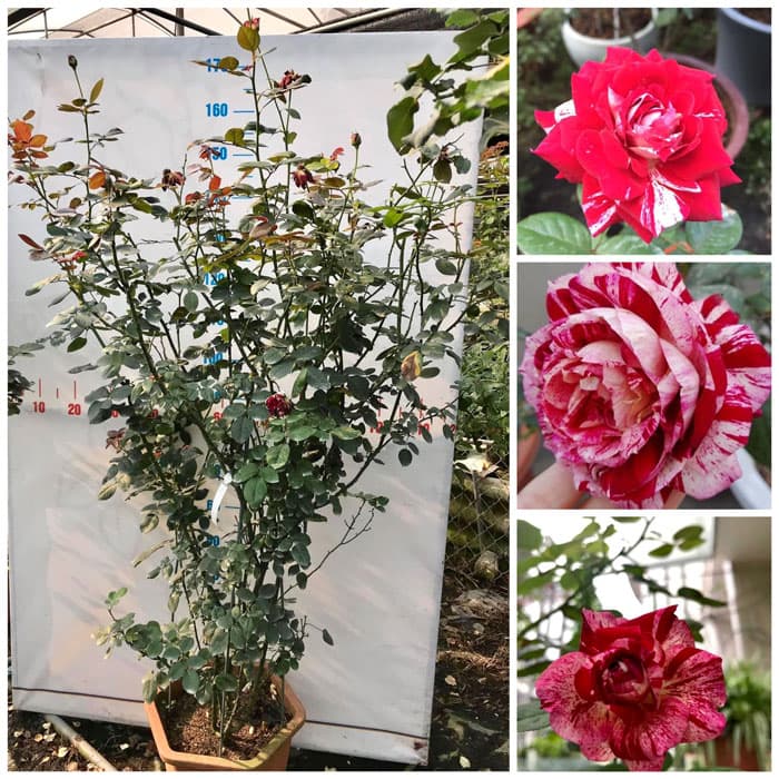 Đặc điểm cây và hoa của Hồng Julio Iglesias Rose