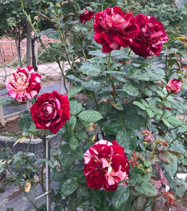 Cách chăm sóc cây hoa hồng Julio Iglesias Rose nhiều hoa